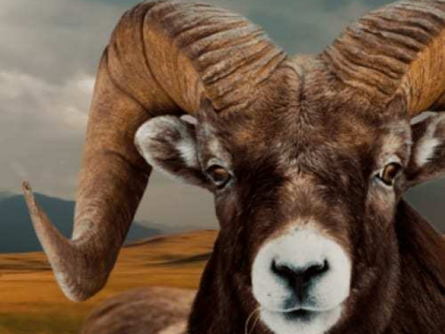 Herbivores - Thor Tuning - photo 4