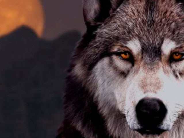 Prédateurs - Thor Tuning - photo 4